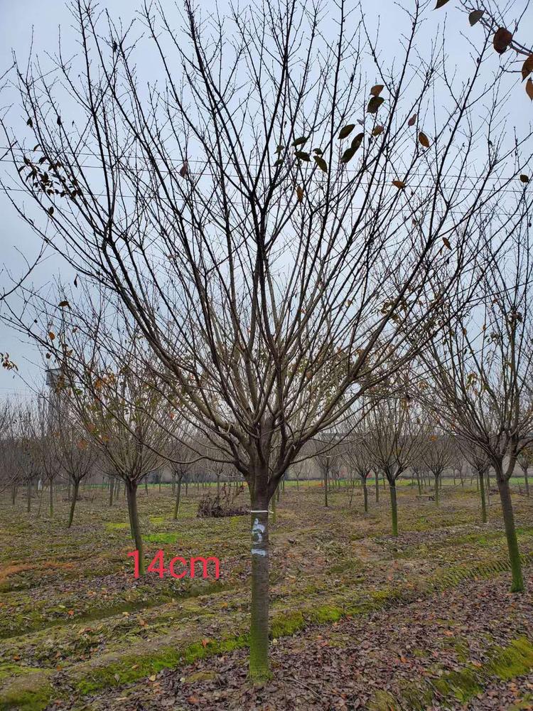 成都市弘德园林工程有限公司的小店