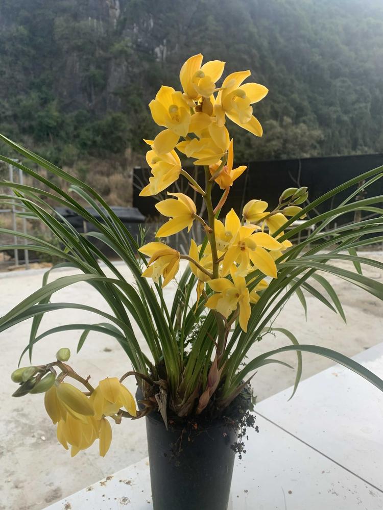香逸兰业