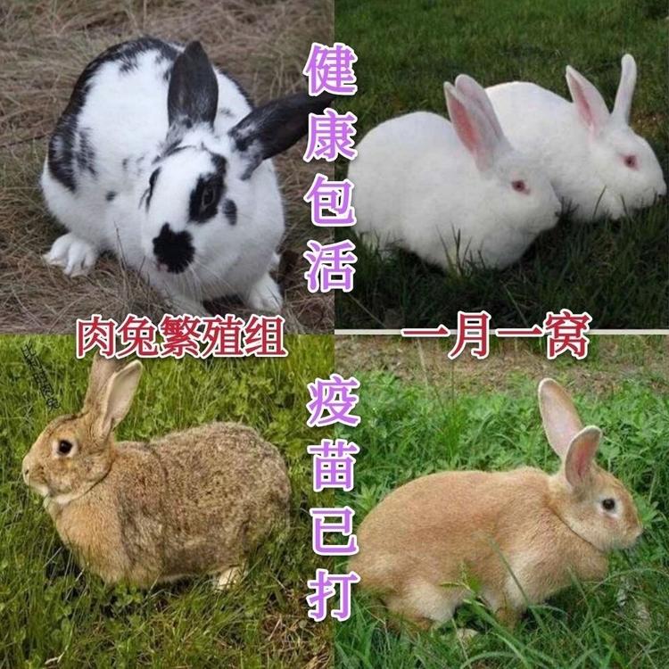 河南省正强农牧有限公司的小店