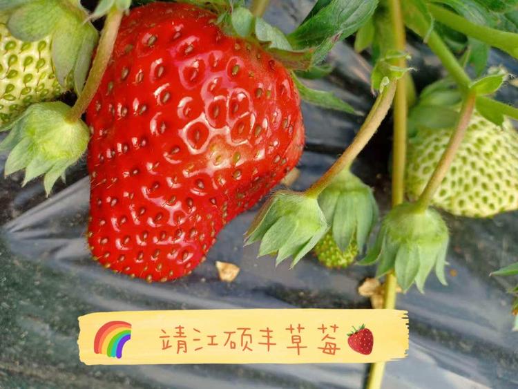 靖江硕丰草莓种植园的小店