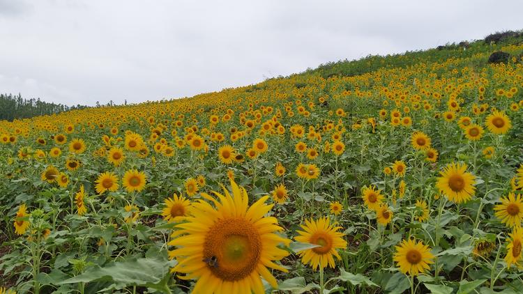 嘉禾县观音山庄生态农业开发有限公司的小店