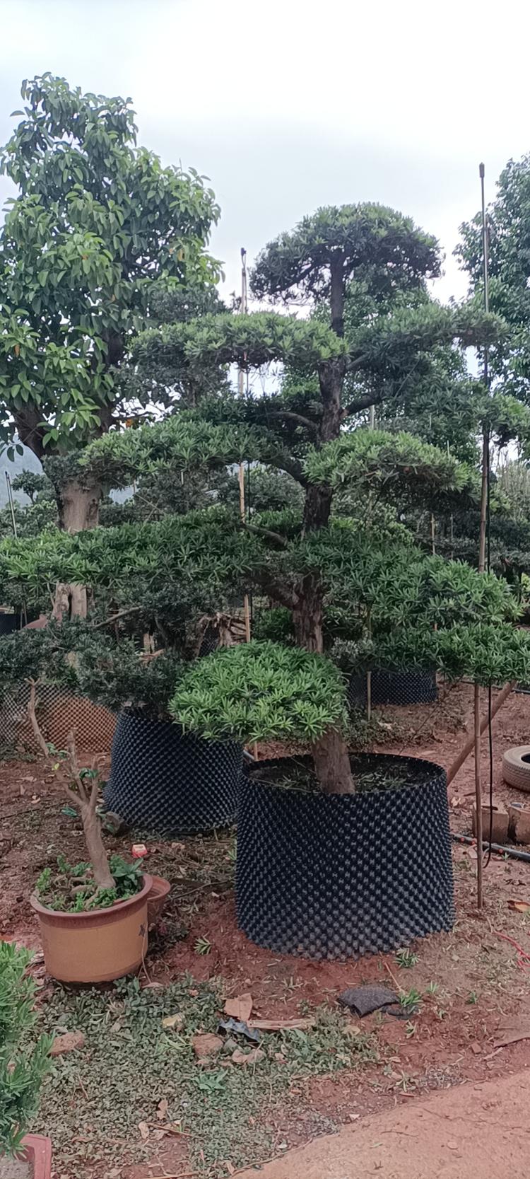 宜良县程广前苗木种植园的小店