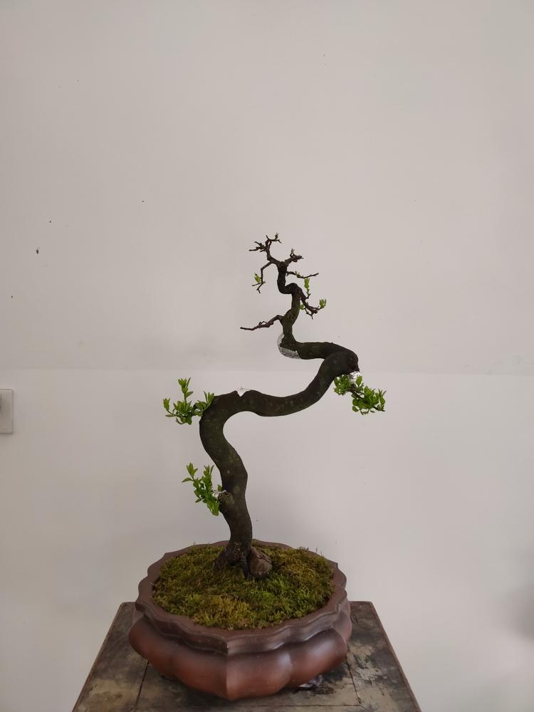 芦山县楠石艺术经营部的小店
