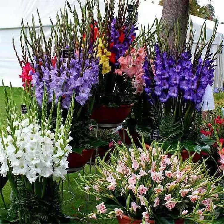 沭阳县临峰花卉苗木场的小店