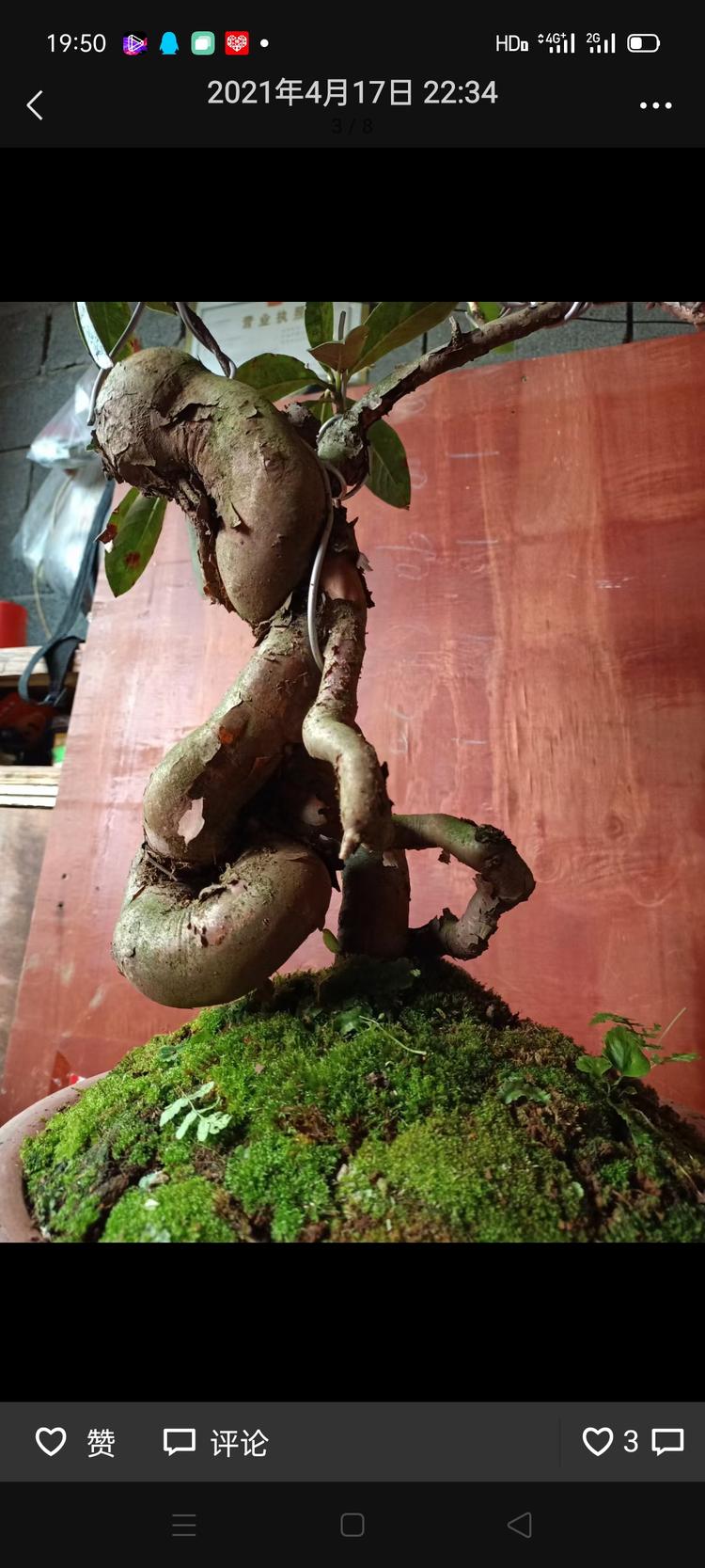 盘州市馨悦园艺园的小店