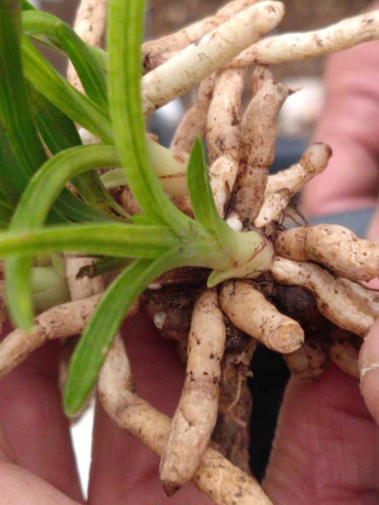 卢氏县正格兰花种植专业合作社的小店