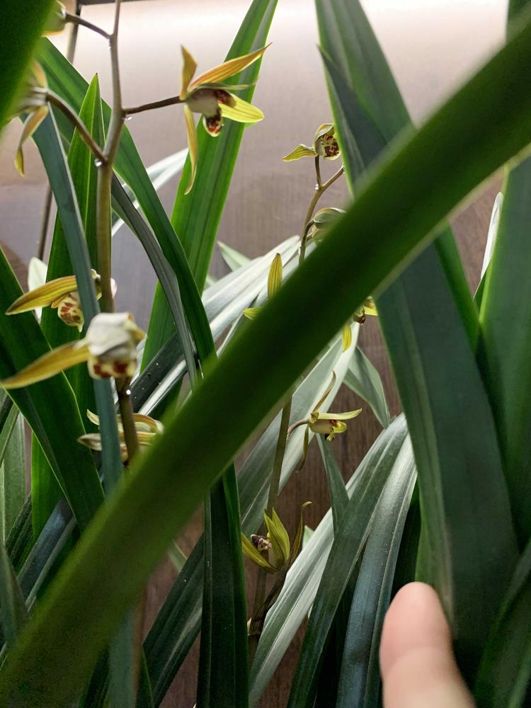 苏糖糖的茶店