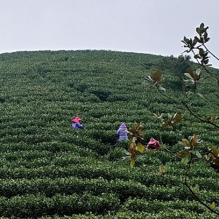 安吉新怡茶场的小店