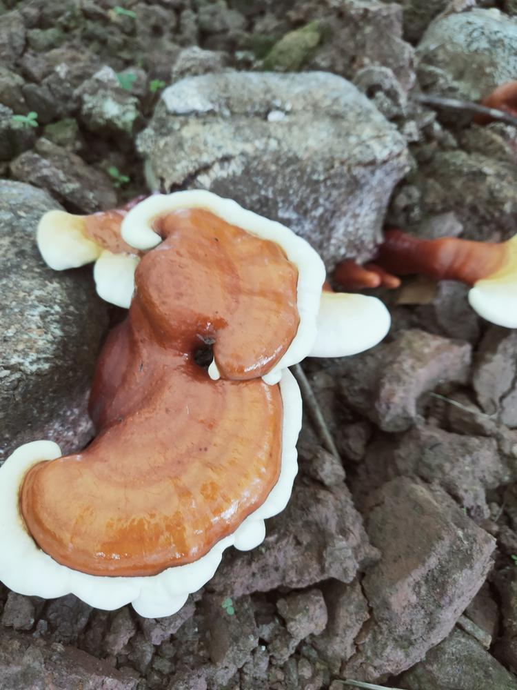 四川省天之洋农业有限公司的小店