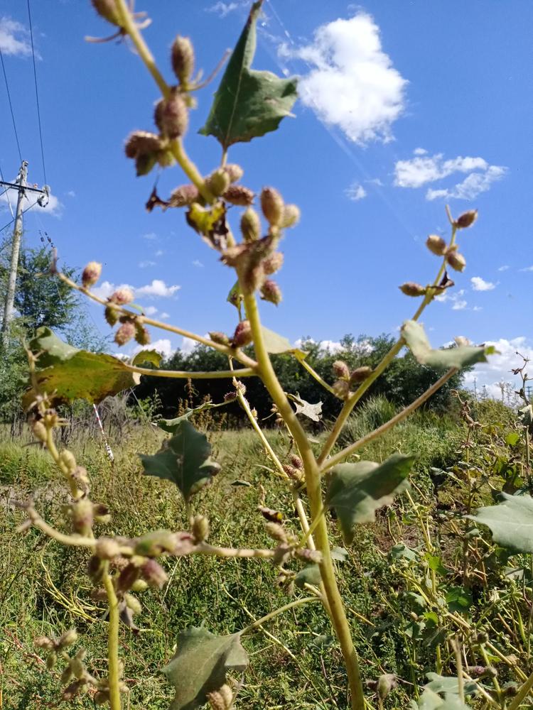 土默特右旗沟门海梨超市的小店