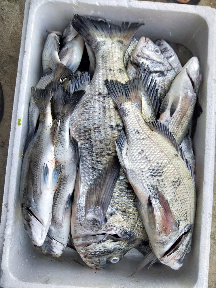 莆田市秀屿区埭头海捕水产店的小店