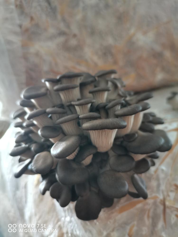 阜阳市颍东区新乌江镇青松家庭农场的小店