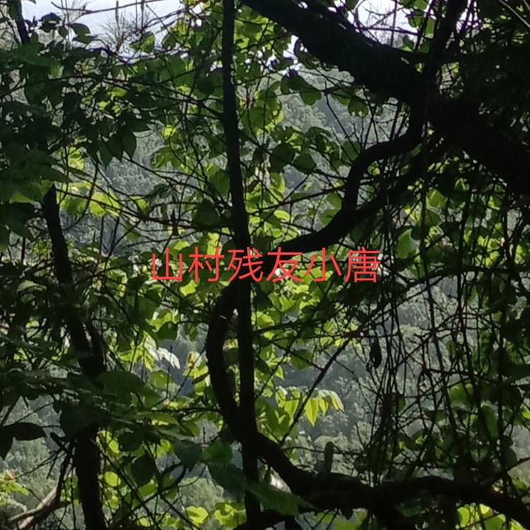 宁陕县筒车湾镇唐阳华种植养殖场的小店