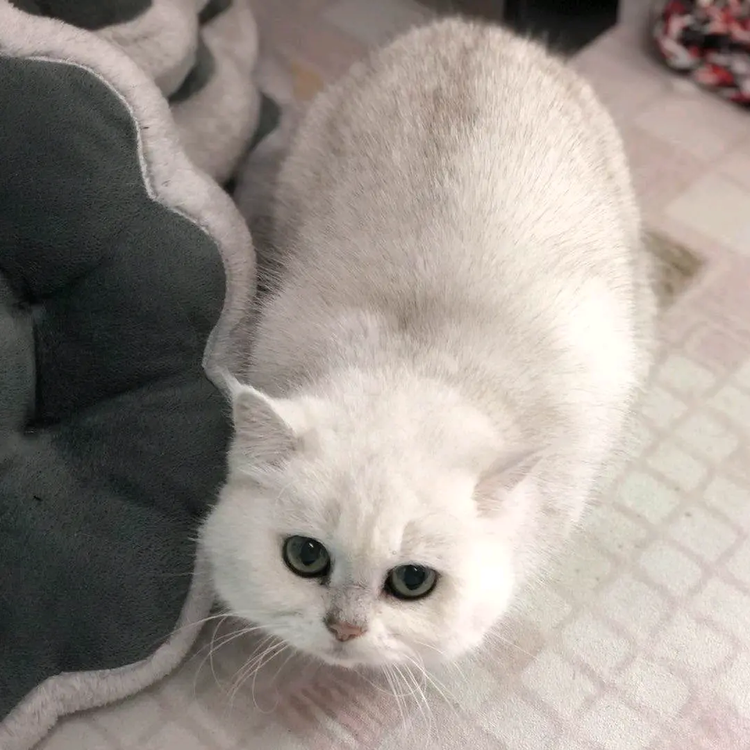 义乌市鸿灏贸易有限公司的小店