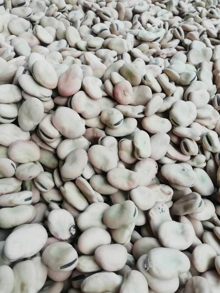 康乐沙土蚕豆专业合作社的小店