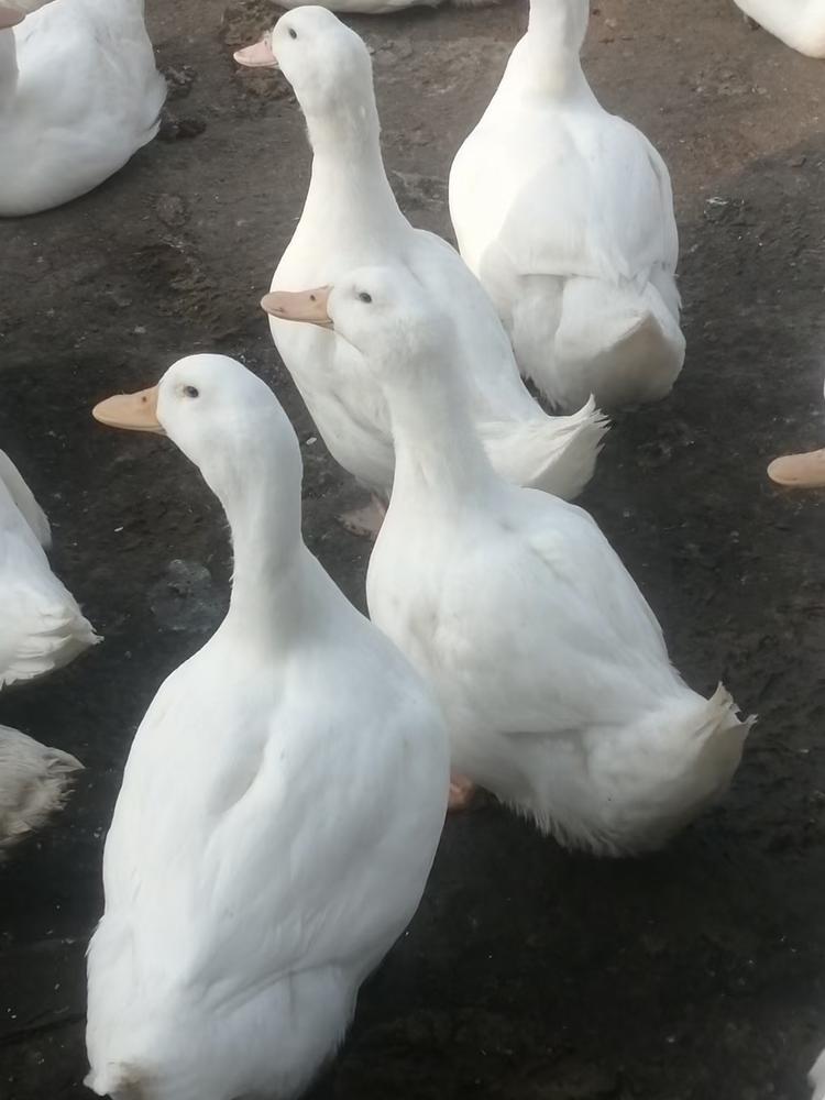 新余市诚信养鸭农民专业合作社的小店