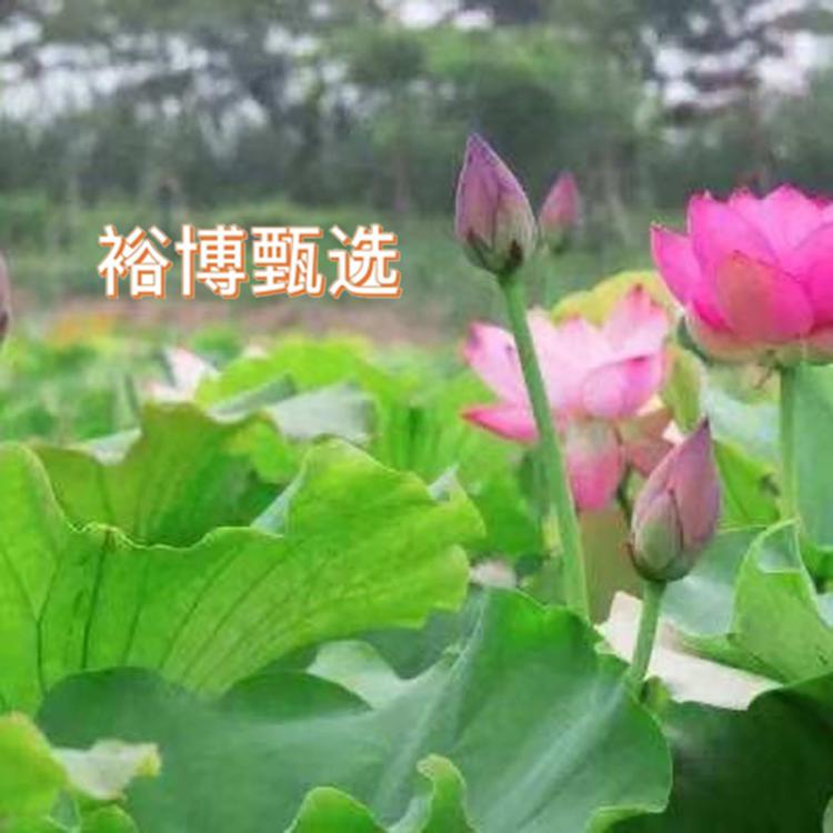江苏裕博贸易有限责任公司的小店