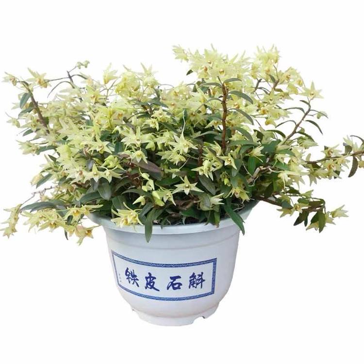 小亚石斛