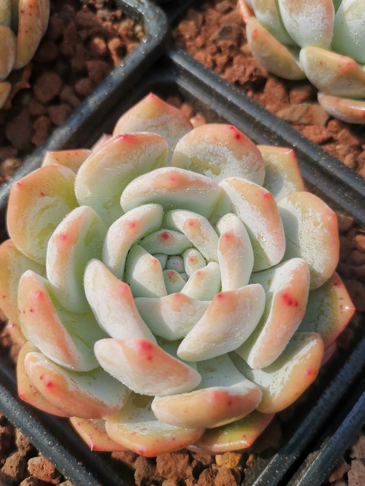 昆明市官渡区星晨多肉花卉店