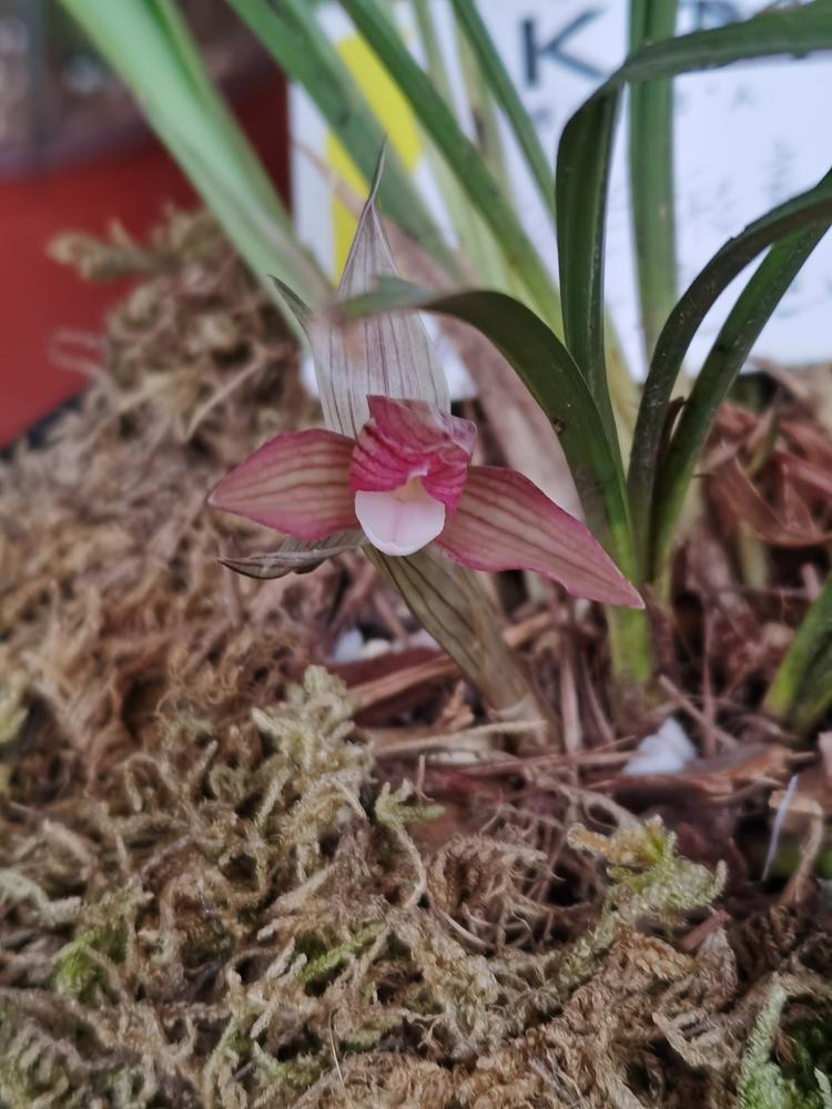 紫云县文博兰园种植基地的小店