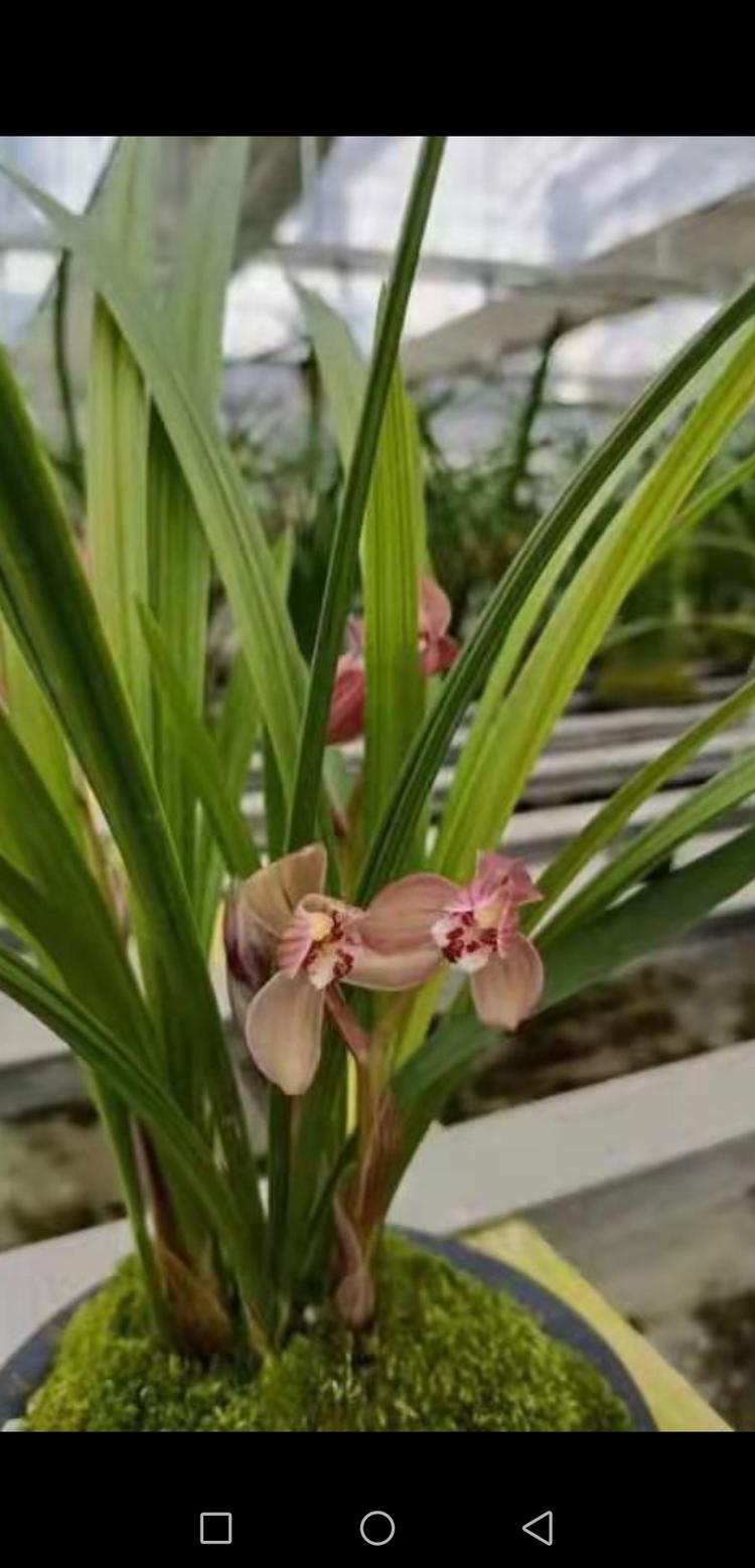 临朐县鲲兰汀花卉经营处的小店