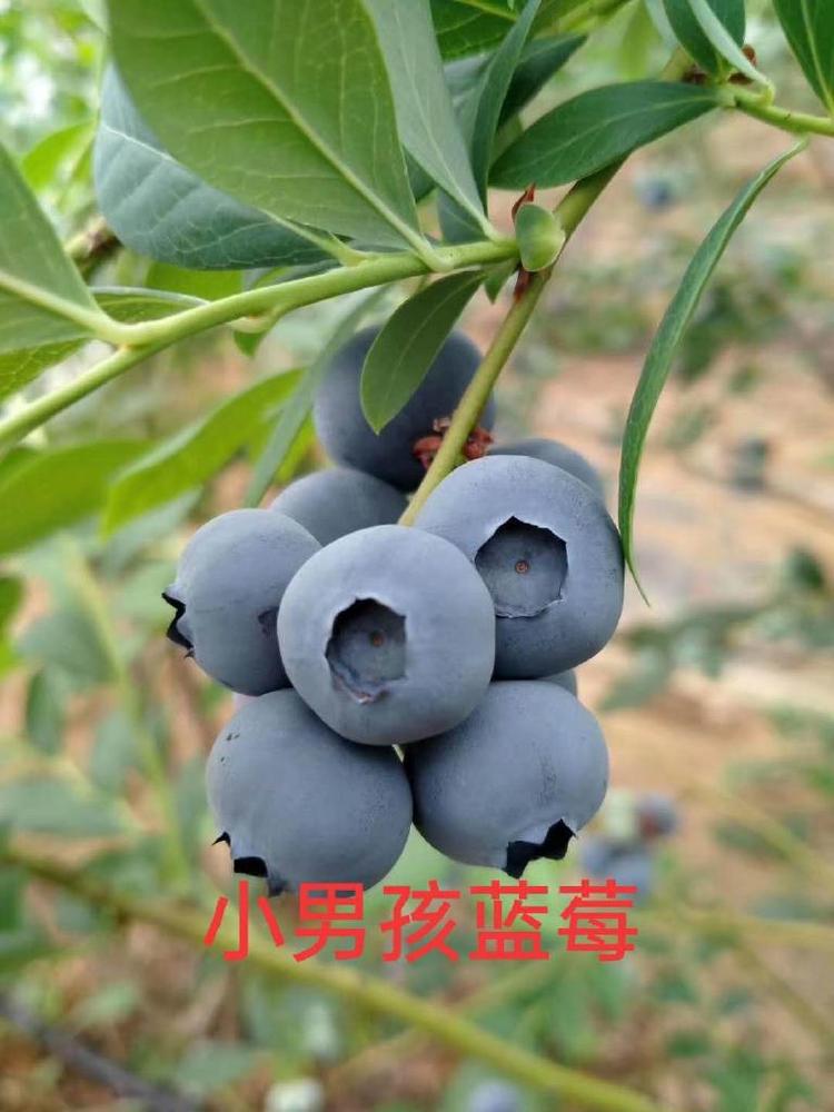 青岛宝山蓝莓