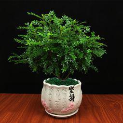 正超农资绿植