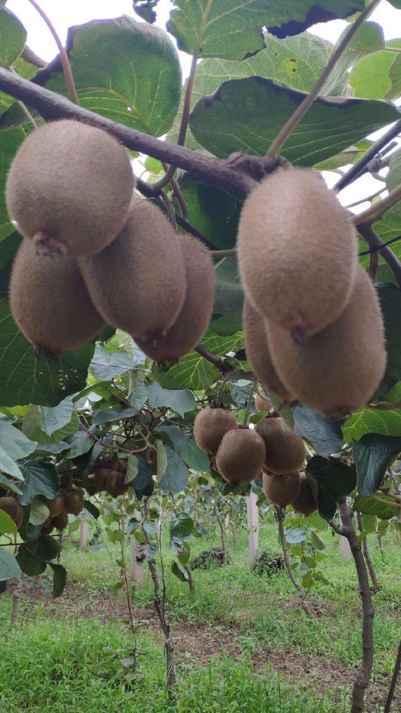 小路子家猕猴桃