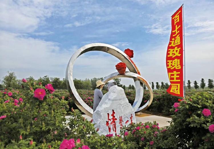 百士通玫瑰种植基地