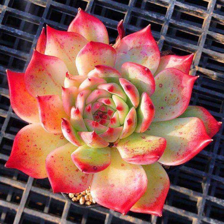 多肉时光园艺Alice