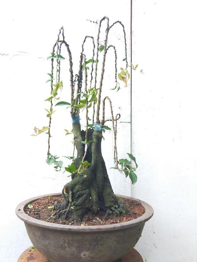 宜都市红花套镇金洪盆景店