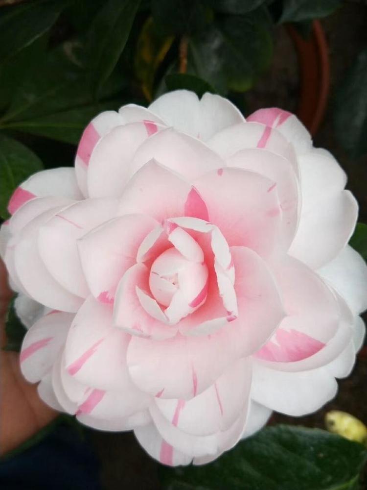玉明花卉小店