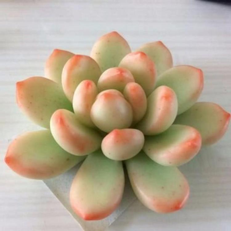 橙子多肉