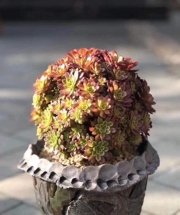 小唯爱的小店