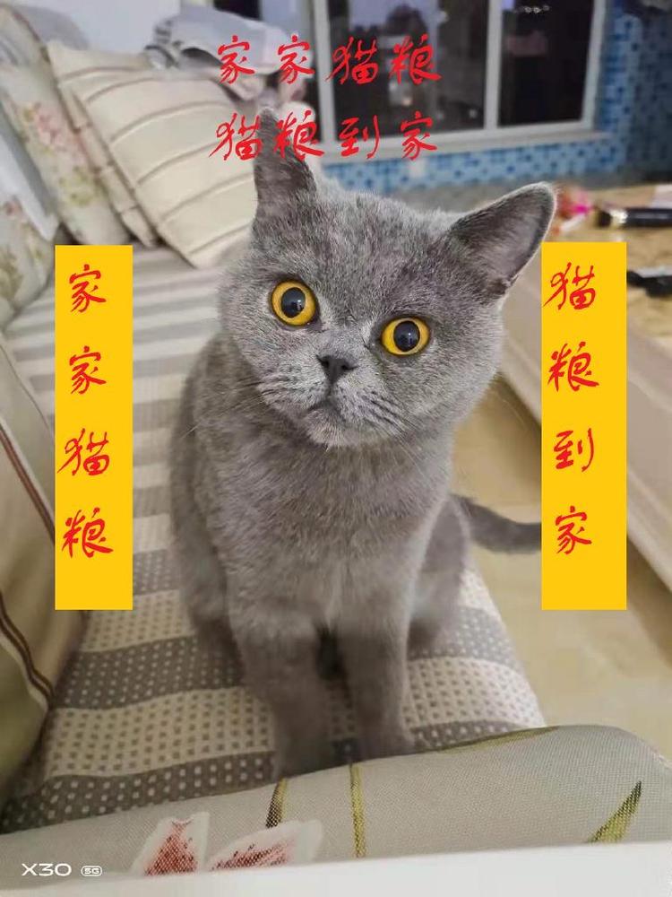 家家猫粮