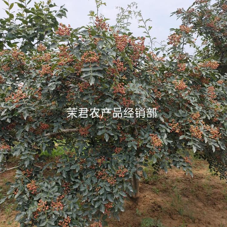 富平县茉君农产品经销部的小店