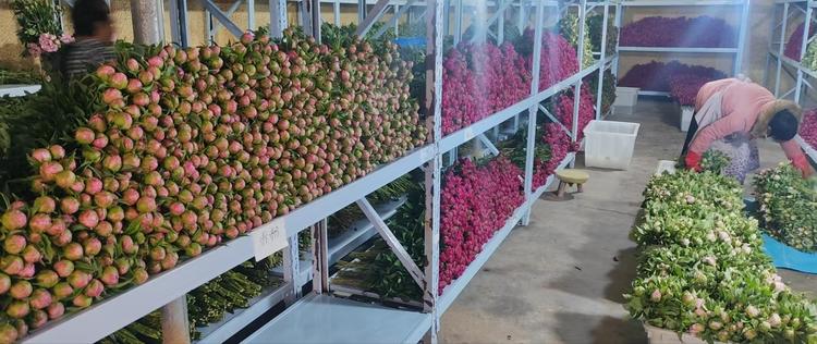 菏泽诚信鲜切花基地