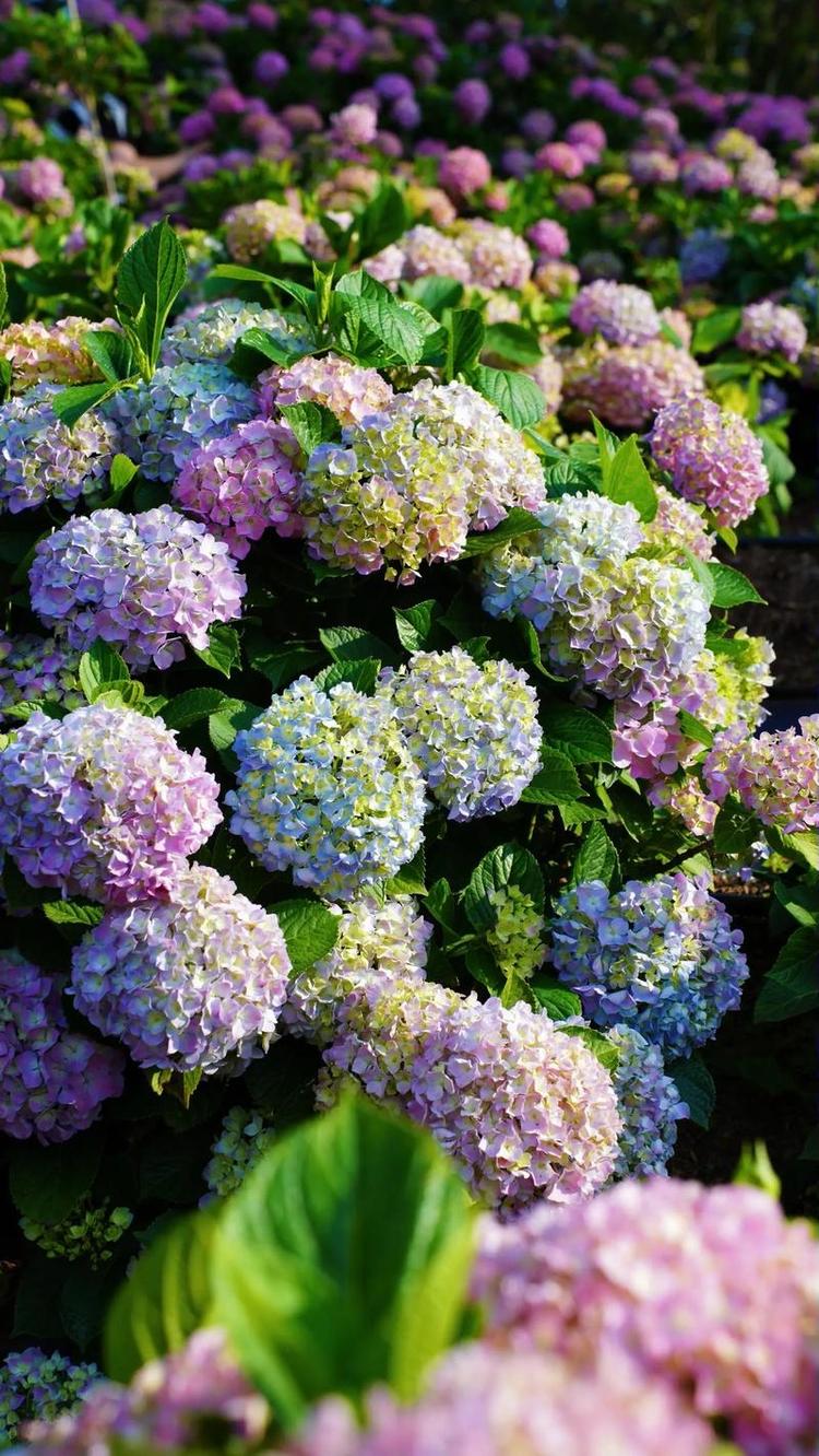 德盛优选花卉