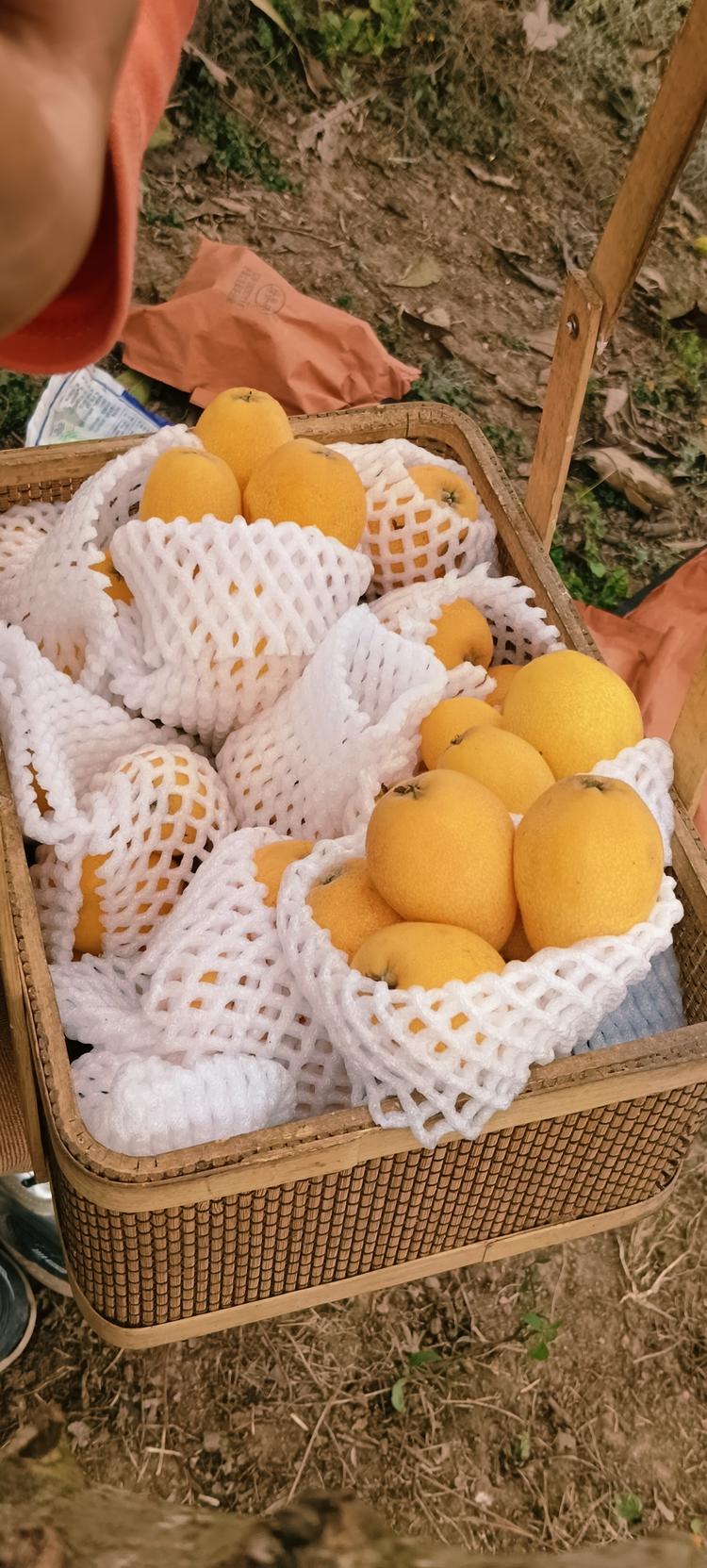 乡间果果