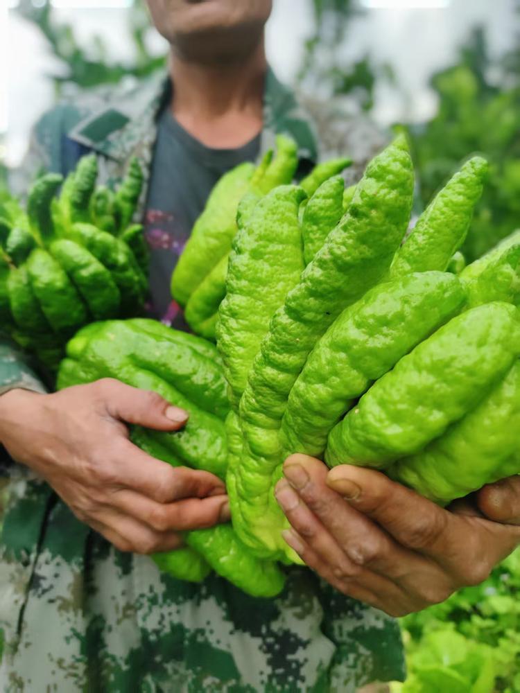 云南佛手乡村精品果