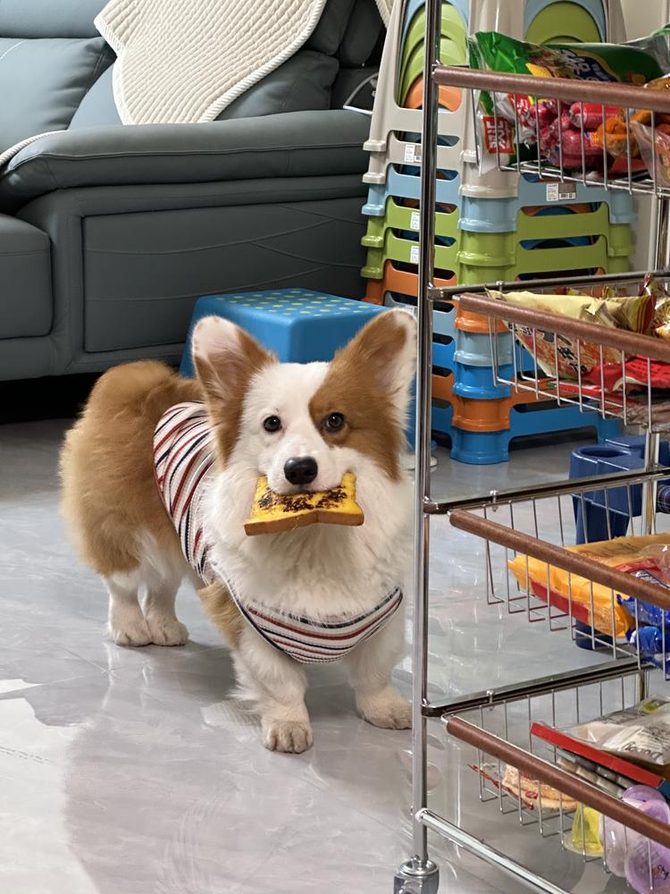 展溪宠物用品店