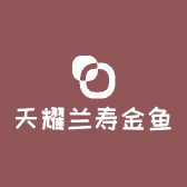 天耀兰寿金鱼
