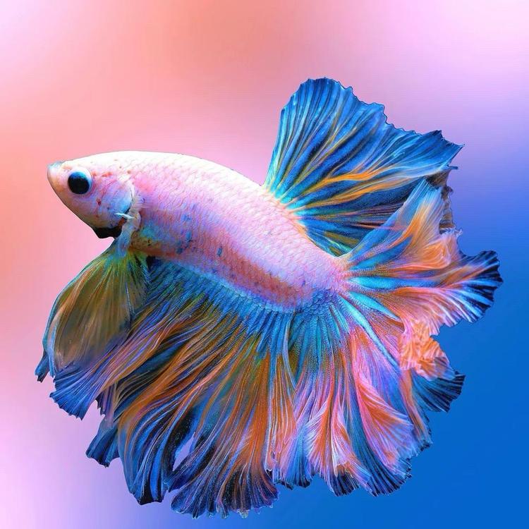 相遇水族婚纱斗鱼