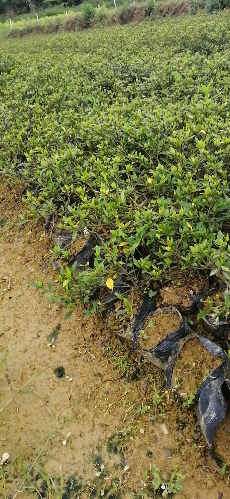 浏阳市金牌苗木种植专业合作社的小店