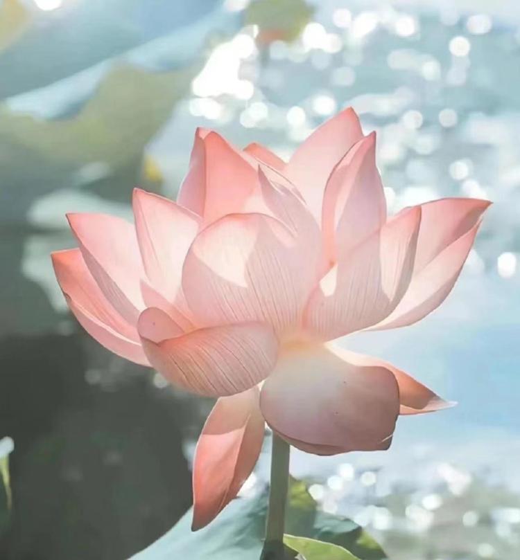 雏巢汇脉滋补专卖店