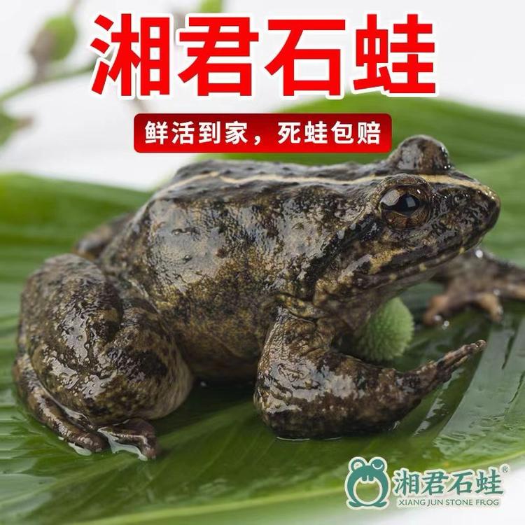 羊楼司山泉石蛙臻选阁