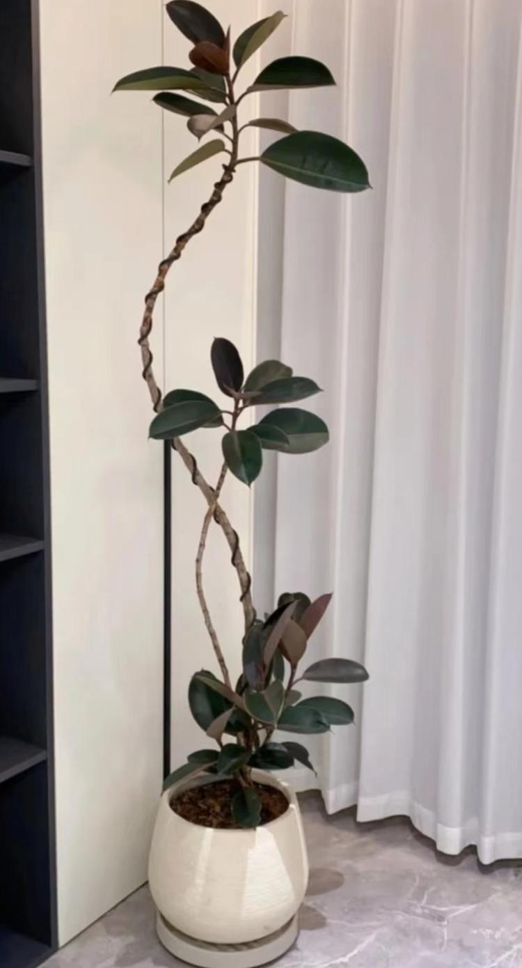 老莫花场绿植园艺