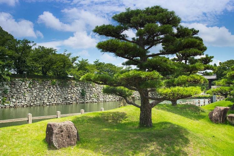 造型松基地