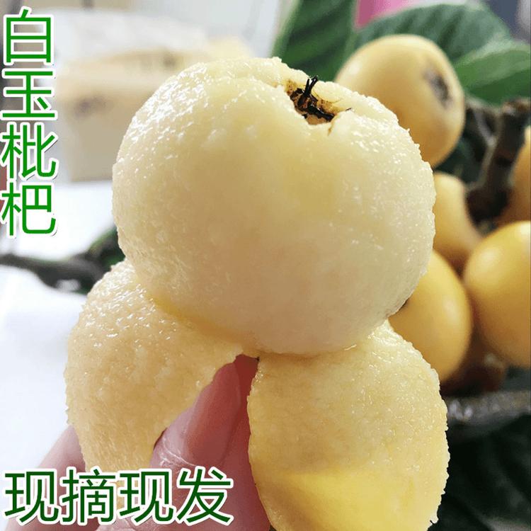 苏州东山果果枇杷之乡