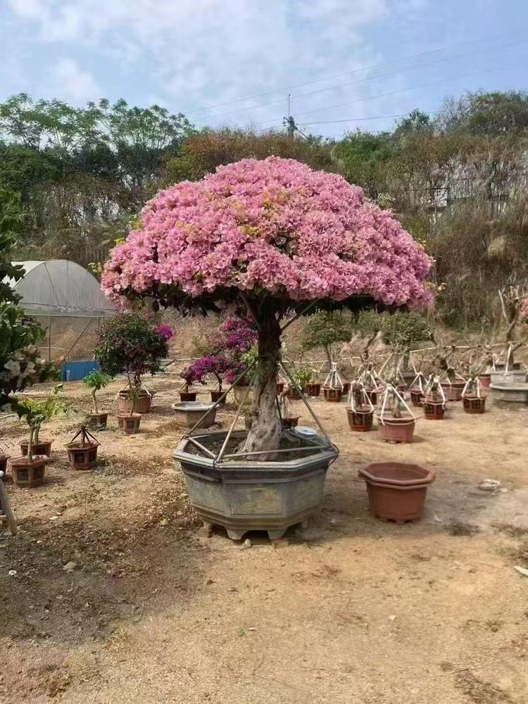 二师兄三角梅种植园艺